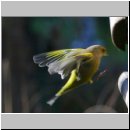 Carduelis chloris - Gruenfink m09.jpg